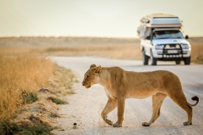 Löwin auf einer Safari in Südafrika (daskleineatelier / stock.adobe.com)  lizenziertes Stockfoto 
Informations sur les licences disponibles sous 'Preuve des sources d'images'